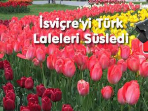 İsviçre'yi Türk Laleleri Süsledi