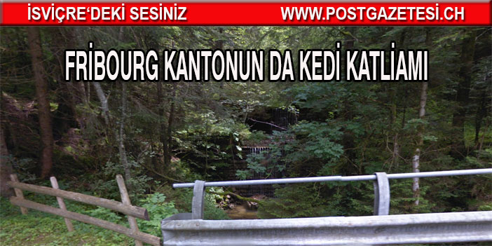 Fribourg kantonun da kedi katliamı