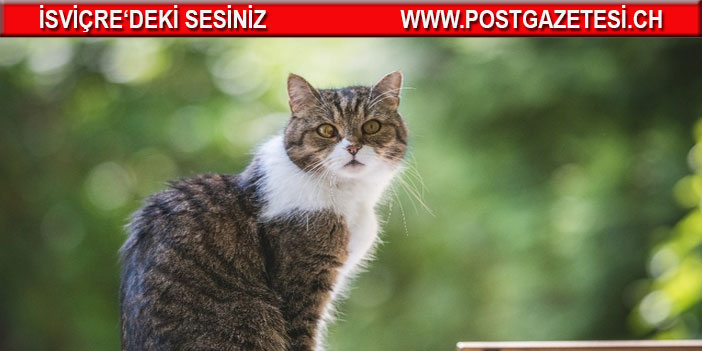 Valais kantonun da 18 kedi gizemli bir şekilde kayboldu