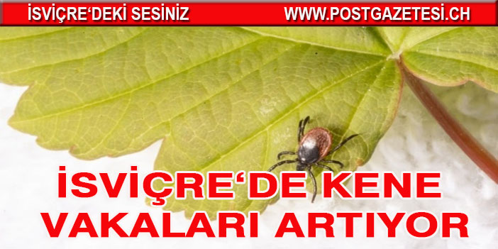 İSVİÇRE’DE KENE VAKALARI ÇOĞALDI