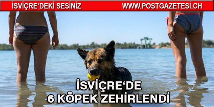 Neuchatel, gölü kıyısında 6 köpek zehirlenerek öldü