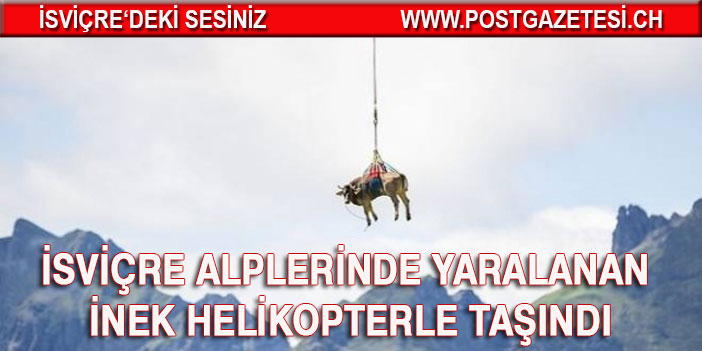 İsviçre Alplerinde yaralanan inek helikopterle taşındı