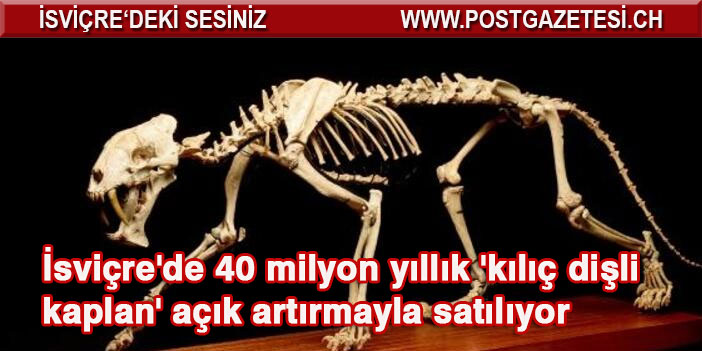 İsviçre'de 40 milyon yıllık 'kılıç dişli kaplan' açık artırmayla satılıyor