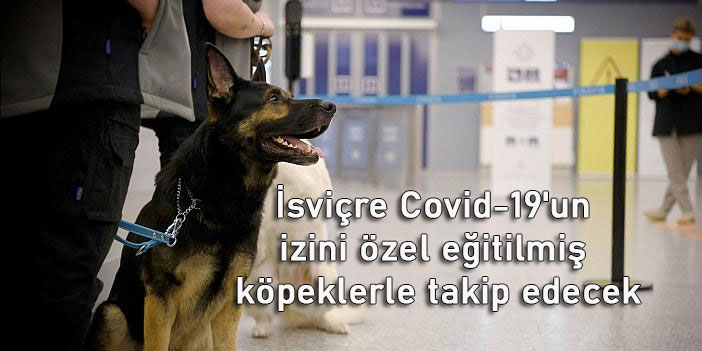 İsviçre Covid-19'un izini özel eğitilmiş köpeklerle takip edecek