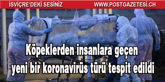 Bilim insanları Covid-19'dan sonra 'köpeklerden insanlara geçen' yeni bir koronavirüs türü keşfetti