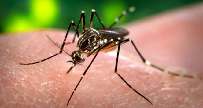 Dünya Sağlık Örgütünde ’zika’ alarmı !