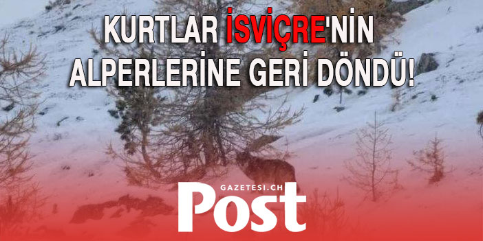 Kurtlar İsviçre'nin Alperlerine geri döndü!