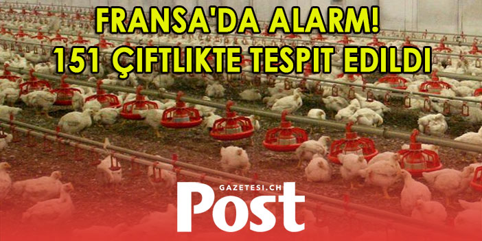 Fransa’da 151 çiftlikte kuş gribi alarmı