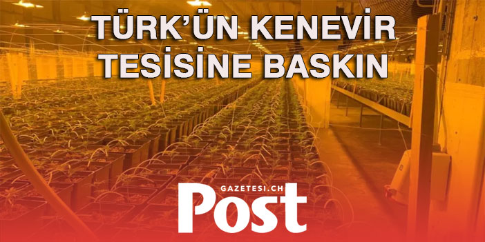 EGLİSAU’DA TÜRK’ÜN KENEVİR TESİSİNE BASKIN