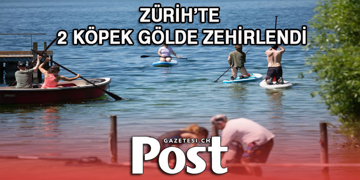 ZÜRİH'TE GREİFENSEE'DE 2 KÖPEK ZEHİRLENDİ