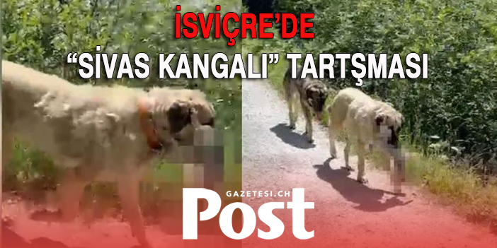 Sivas kangal köpeği İsviçre’de tartışma oluşturdu