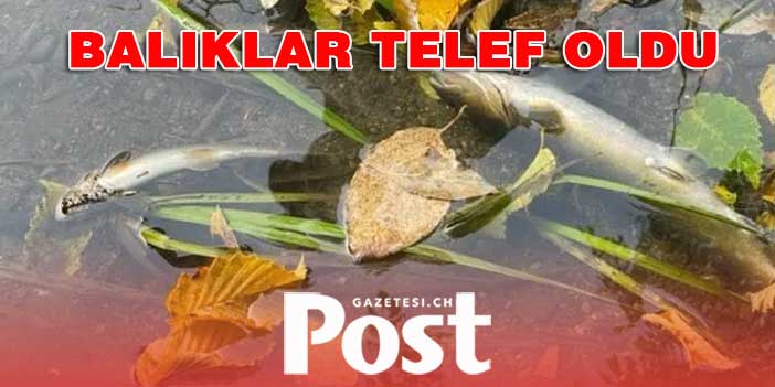 Fribourg’da alabalıklar zehirlenerek öldü