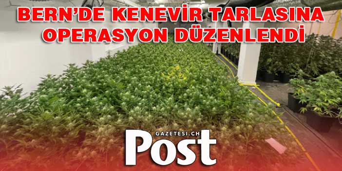 KENEVİR TARLASINA OPERASYON DÜZENLENDİ