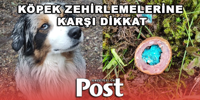 Köpek zehirlemelerine karşı dikkat