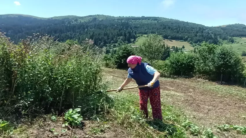 Litresini 35 bin liradan satıyorlar: 25 hastalığa şifa oluyor