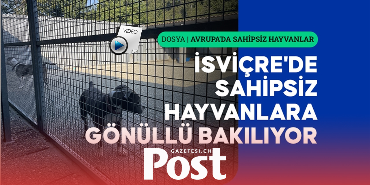 Avrupa'da sahipsiz hayvanlar: Hayvanlara anayasal güvence veren İsviçre'de tablo nasıl?