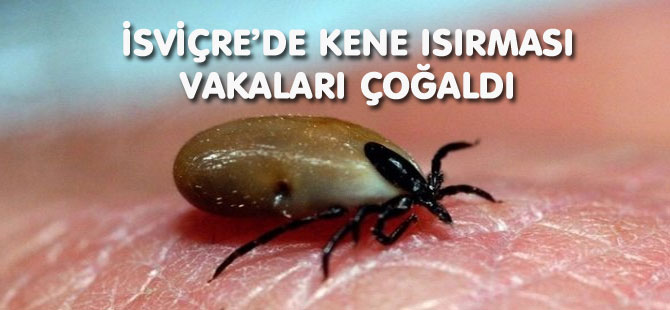 İSVİÇRE’DE KENE ISIRMASI VAKALARI ÇOĞALDI