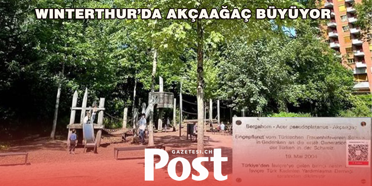 Winterthur’da Akçaağaç Büyüyor