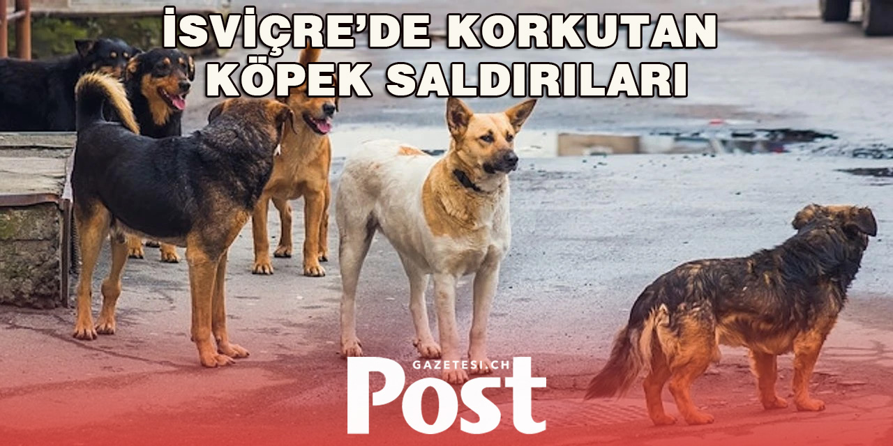 İsviçre’de Korkutan köpek saldırıları