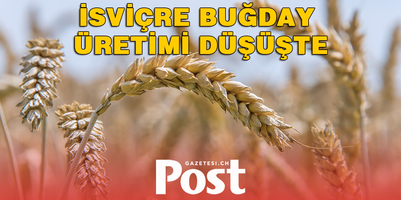 İsviçre Buğday Üretimi Düşüşte