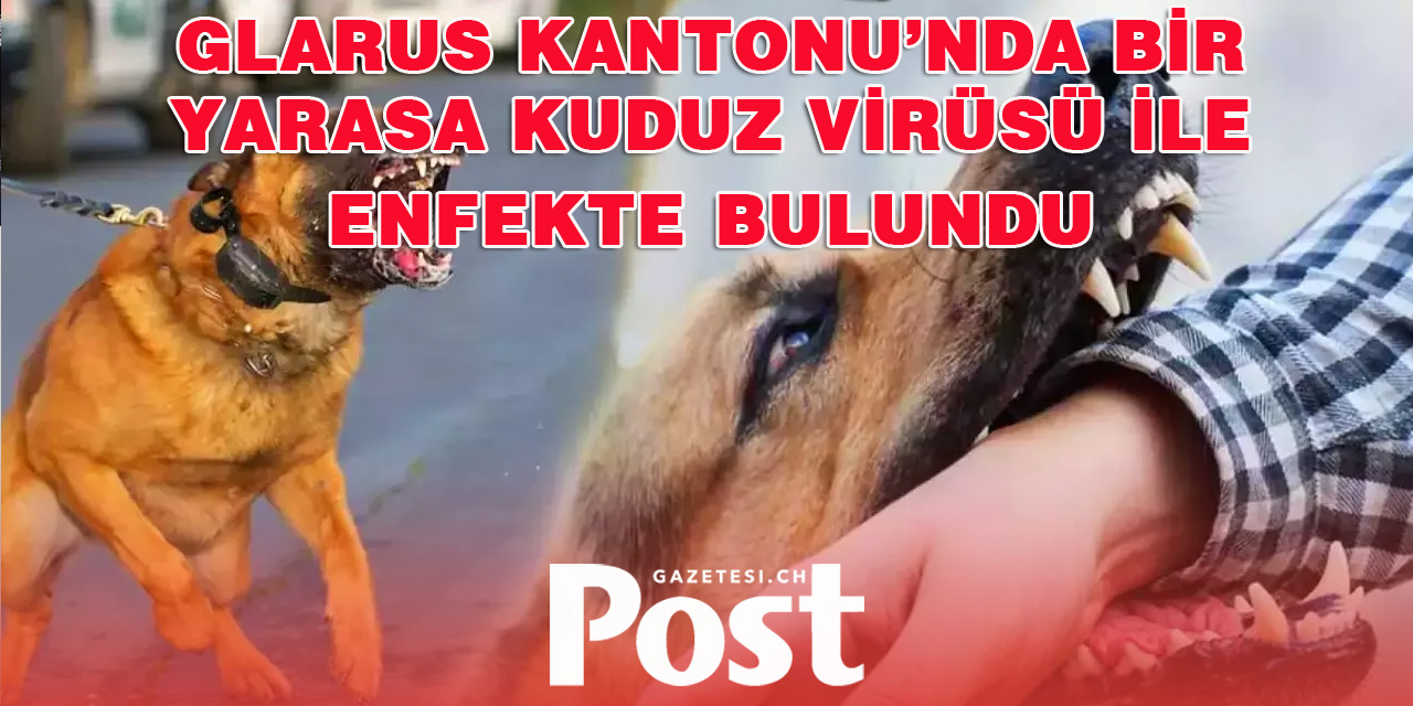 İsviçre'de kuduz virüsü tespit edildi