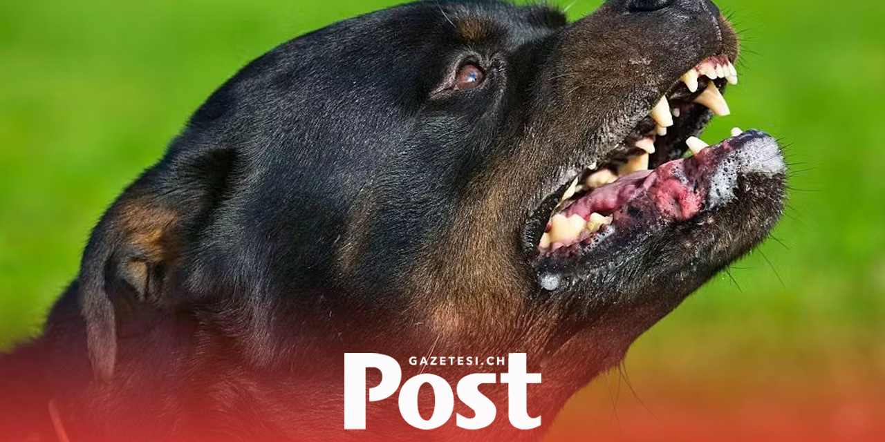 Saldırgan Rottweiler’e ötanazi yapıldı