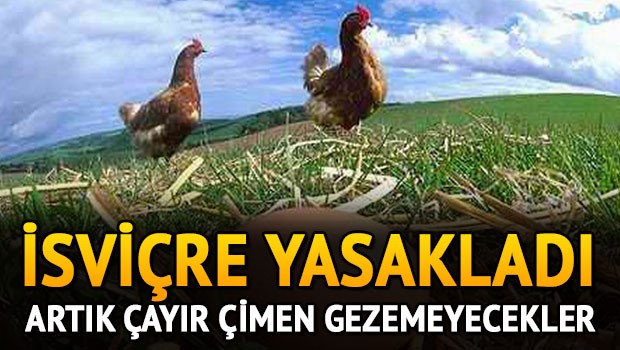 İsviçre tavuklara kümes mecburiyeti  getirdi