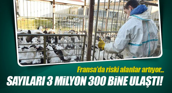 Fransa’da 3 milyon 300 bin kümes hayvanı itlaf edildi