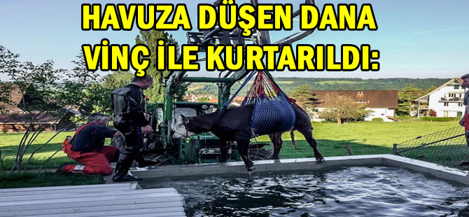 DANA’YI HAVUZDAN POLİS KURTARDI