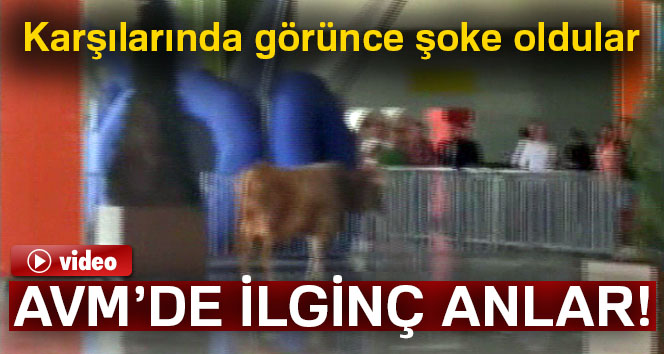 Kaçak boğa alışveriş merkezini birbirine kattı