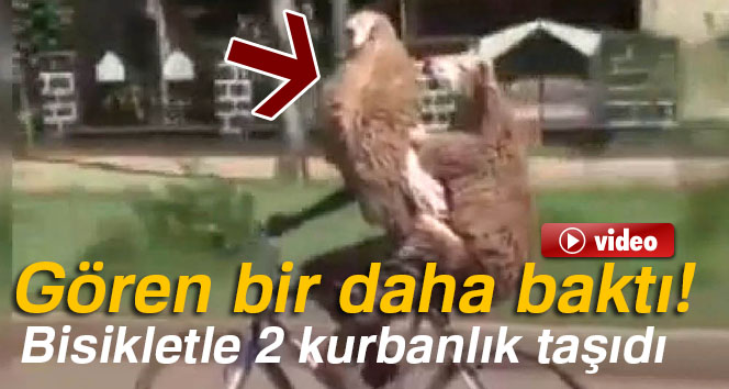 Gören bir daha baktı: Bisikletle 2 kurbanlık taşıdı