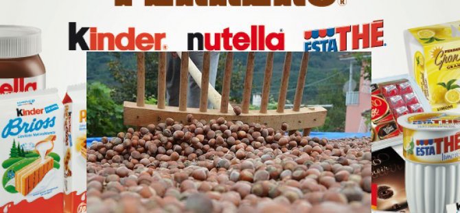 Nutella Türk fındığına alternatif arayışında