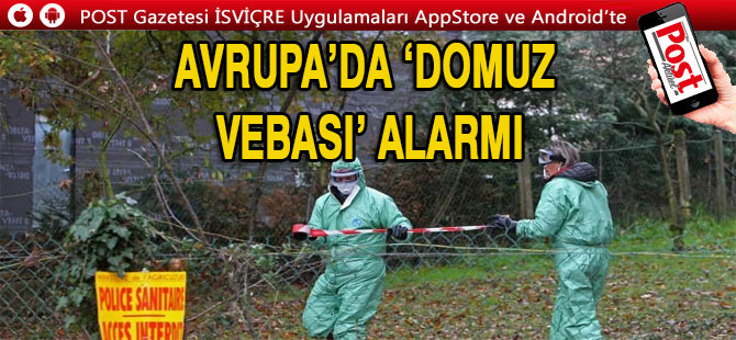 Avrupa’da ‘domuz vebası’ alarmı