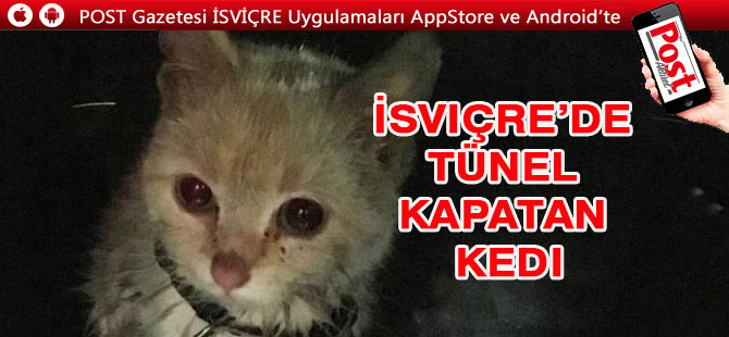 İsviçre’de Tünel kapatan kedi