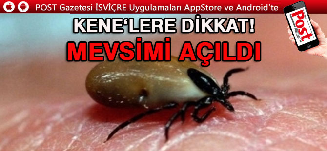 İsviçre’de KENE mevsimi başladı